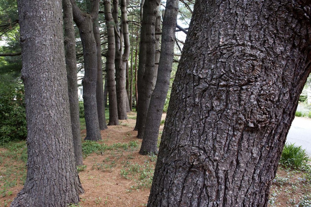 The pine trees outside Michio Ihara's house. Photograph by Emily Andrews. 