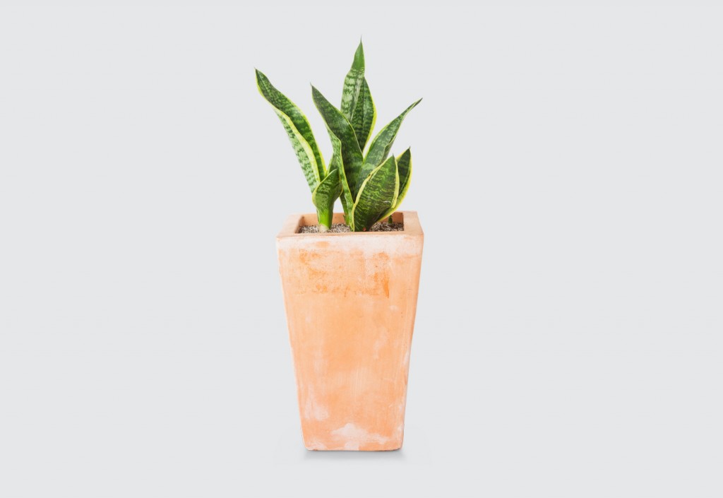 Potted sansevieria